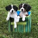 Jack Russell Terrier Pros and Cons: A Comprehensive Guide