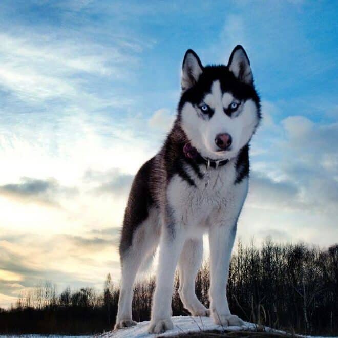 Blue Bay Shepherd – A Unique Canine Companion You Can Visit Doglazy