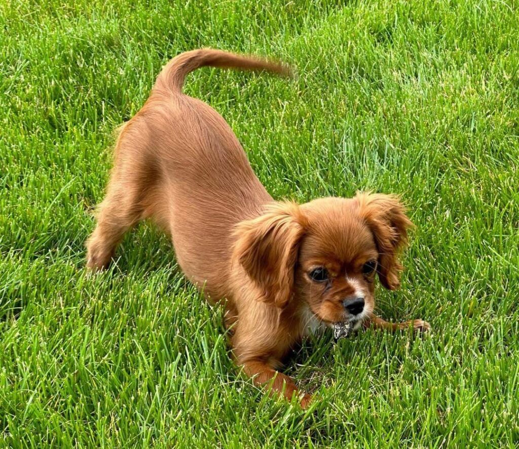 Cavalier King Charles Spaniel Price