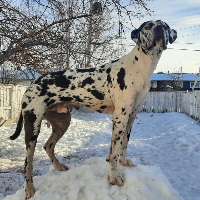 Great Dane Pitbull Mix: A Comprehensive Guide On Such Amazing Hybrid Breed