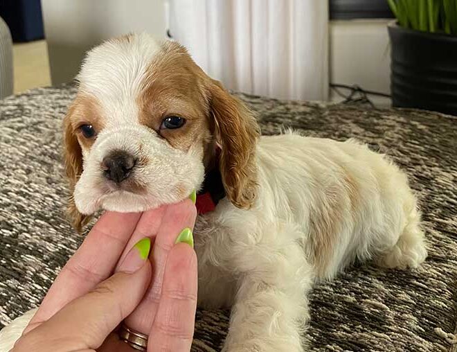Miniature Or Mini Cocker Spaniel Puppy: A Perfect Guide On This Playful Creature